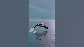 قران كريم 🤍✨️ #quran #اكسبلور #tiktok #youtube #دويتو #راحة_نفسية #قرآن #قران_كريم #حالات_واتس #لايك