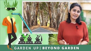 The controversial tree- Eucalyptus | Ep. 2 | Beyond Garden