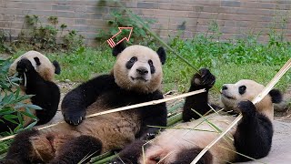 Lele wants to eat the bamboo in Qingbao’s hand. Others’ bamboo is always the best.