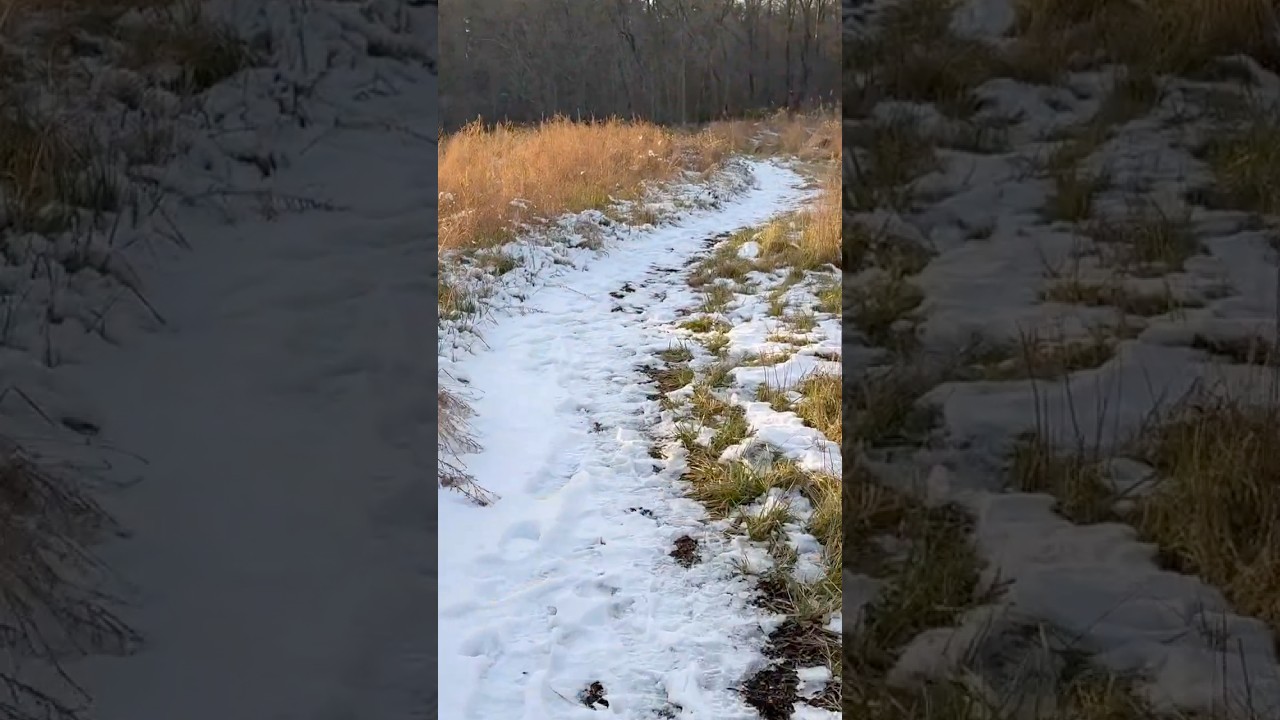 Relaxing Snow Walk in Nature ❄️ Snow Crunching Sounds for Deep Relaxation, Stress Relief & Sleep