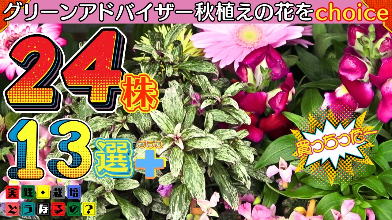 2024買っちった！グリーンアドバイザーが秋植えの花をchoice