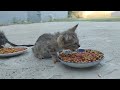 Cute Kitten Eating From Other Cat&#39;s Plate Thought It Was Different.