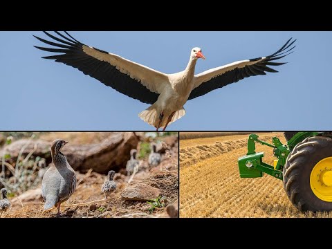 Graba una 'nube' de rapaces y cigüeñas tras cosechar un campo ¿Cómo afecta a la perdiz?