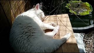White cat sleeps at the pond in the sun. by Benjamin Tobies 45 views 11 months ago 2 minutes, 56 seconds