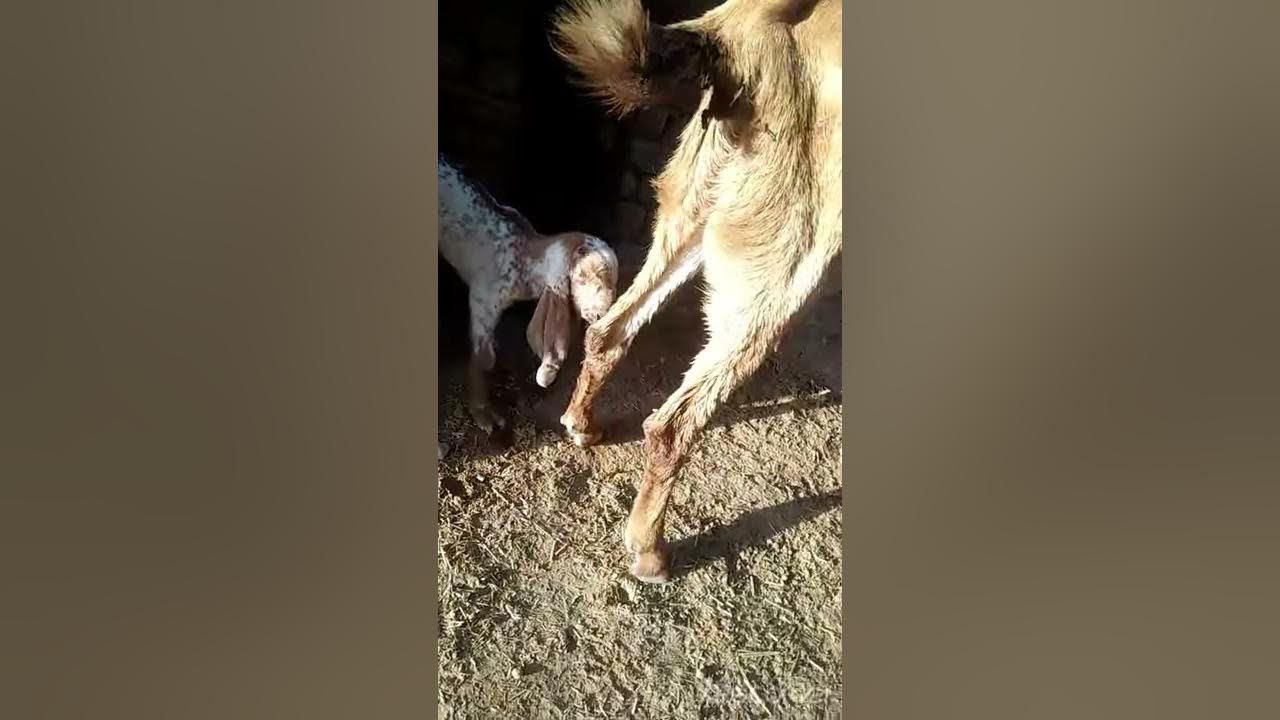constipation-in-goat-kids-treatment-of-kids-youtube