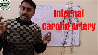 Anatomical Basis Of Internal Carotid Artery