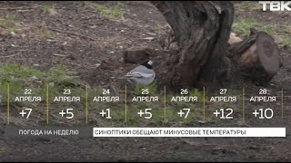 Не теплее +9°C и ночной снег: прогноз погоды на неделю в Красноярске