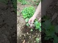 Fresh vegetables harvest at my farm! 🌱. #farming #beetroot #farmfresh #organicfarming #farmlife