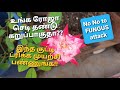 Simple trick to save your plant from fungusrose caretamil