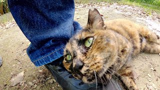 猫のカップルに近づいたら、彼女のサビ猫ちゃんに気に入られた