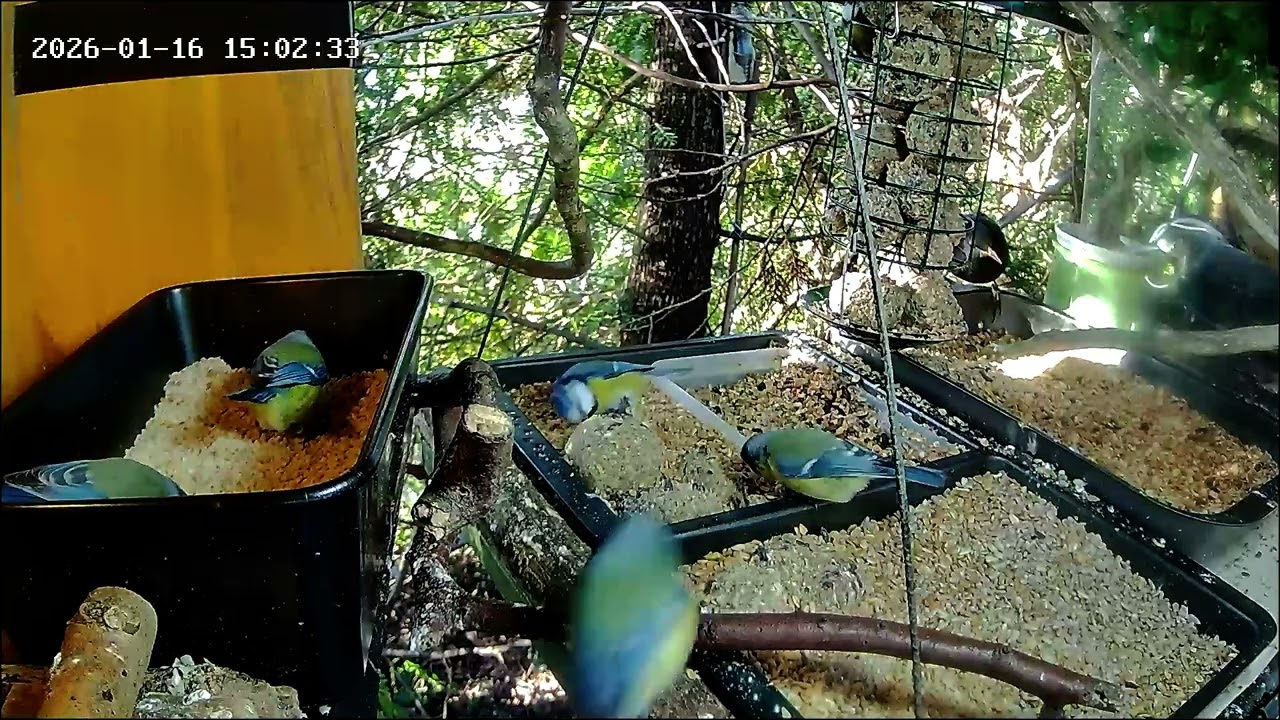 Nachmittags ist an der Nuss-Tanke viel los, Teil 1 (16.01.2026)