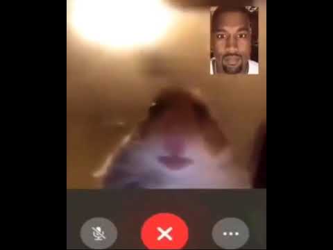 Hamster facetime with kanye - YouTube