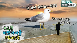 ★제부도 가기전 바닷가마을 서신면! 2억대 저렴한 신축빌라 오픈했습니다! 동네가 아름다운 집 /5805