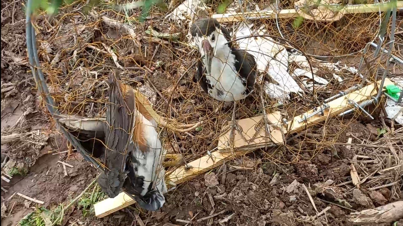 Bẫy Kẹp Chim Quốc (Chim Cuốc) Đời Mới Hiệu Quả Quá Nhanh Minh Ngọc 07 ...