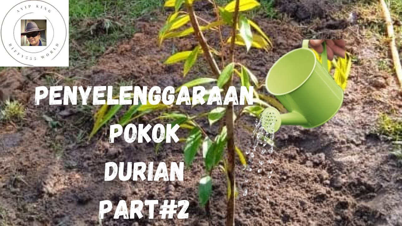 Penjagaan Pokok Durian Musang King Ayip Farm Part 2 Youtube
