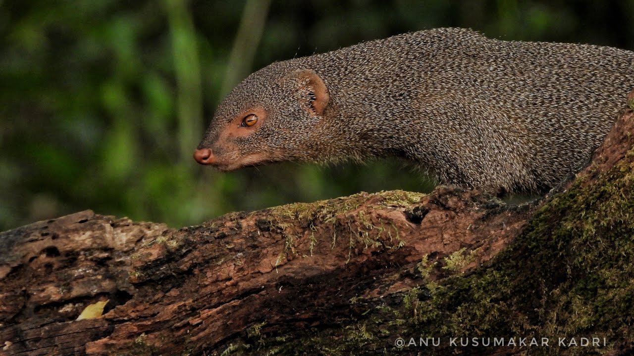𝐀 𝐑A𝐑E S𝐈G𝐇T Indian Grey Mongoose with Their Young#IndianGreyMongoose # ...