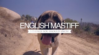 ENGLISH MASTIFFS FIVE THINGS YOU SHOULD KNOW