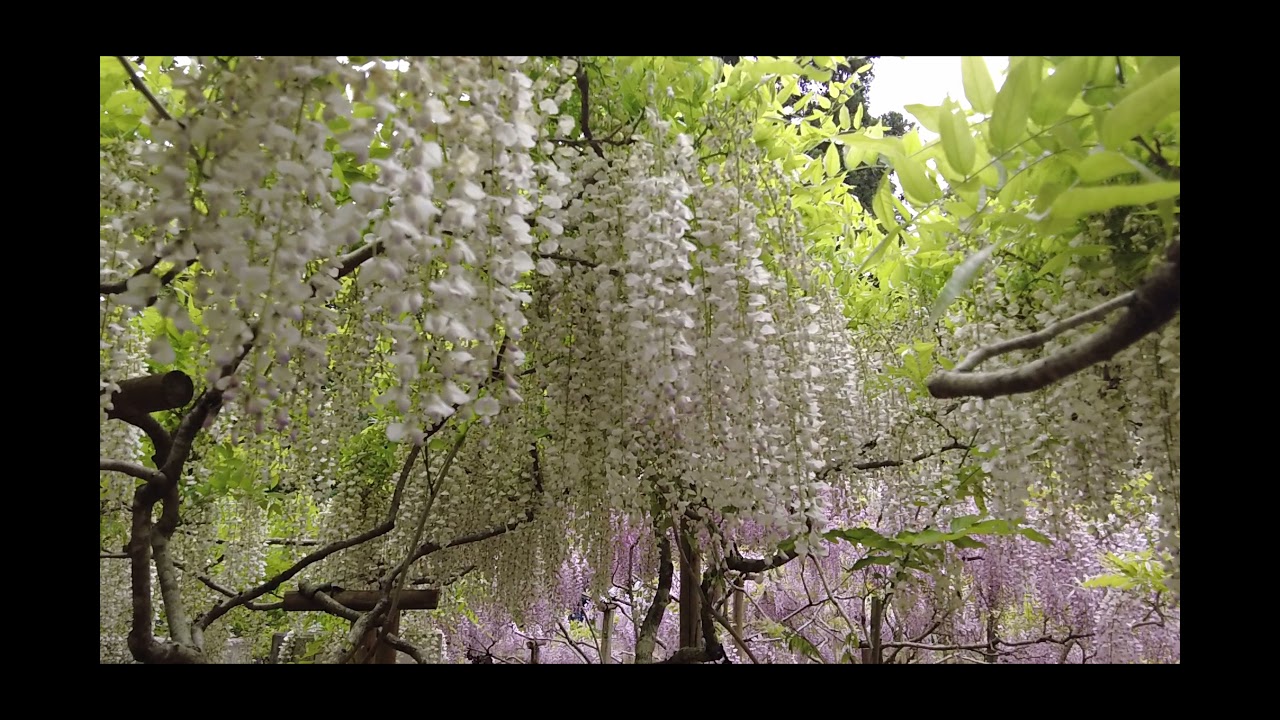 古の奈良春日大社 藤咲き乱れる萬葉植物園 Youtube