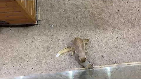 МАНГУСТЫ ПЫТАЮТСЯ СПАРИВАТЬСЯ 😁