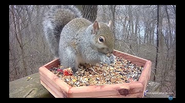 Afidus ATL-200 motion sensor feature video by Afiduscam.com 動態感應攝影(小鳥松鼠)