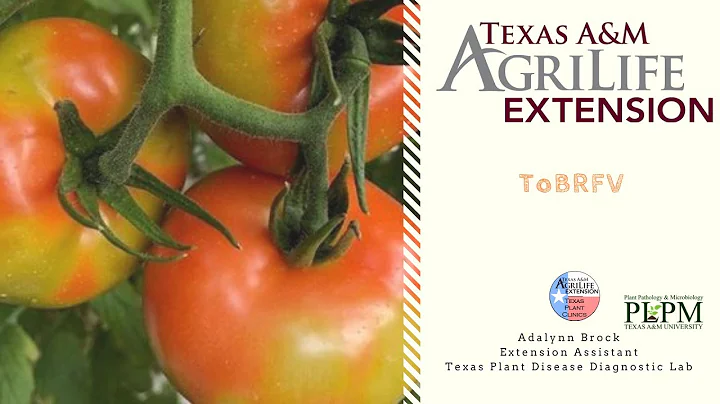 #WhatWednesday What is Tomato Brown Rugose Fruit Virus?