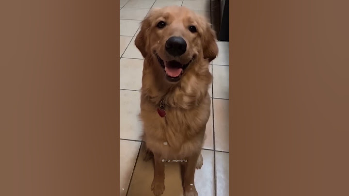 The end 😂 #funnydogs #dog