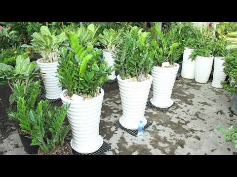 Hướng dẫn chăm sóc chậu cây Kim Tiền – Hoàng Nguyên Green