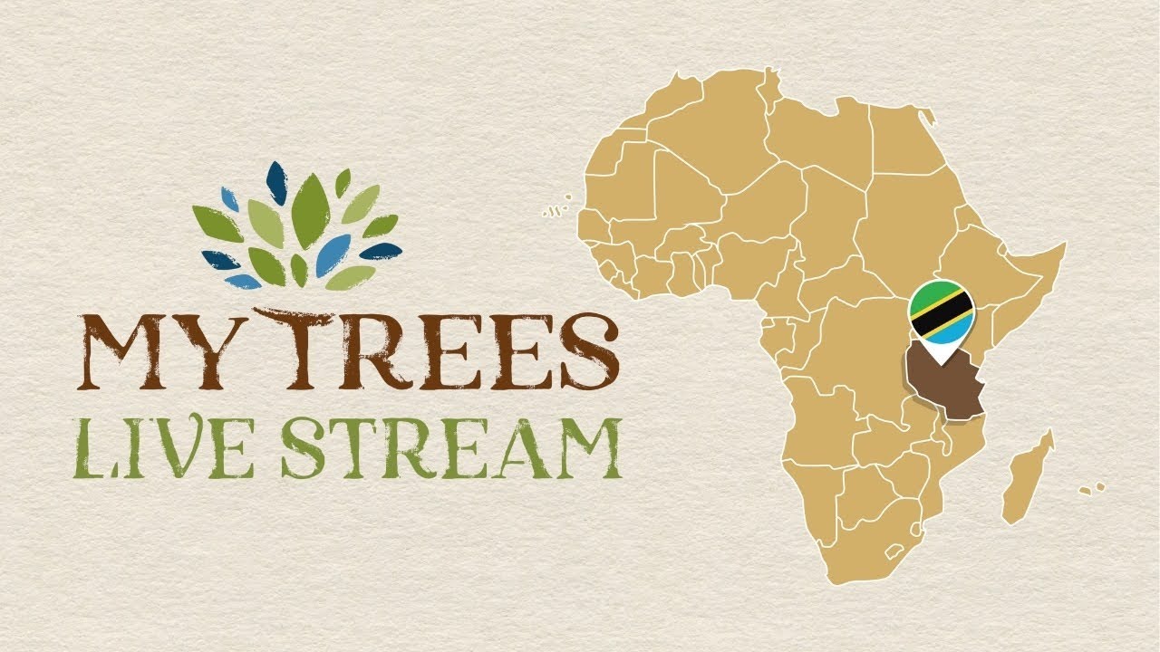 MY TREES LIVE STREAM - 30.10.2025