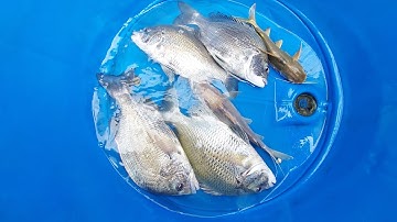 hành trình đi kéo câu giăn, tập 27(lê nghĩa cần giờ)