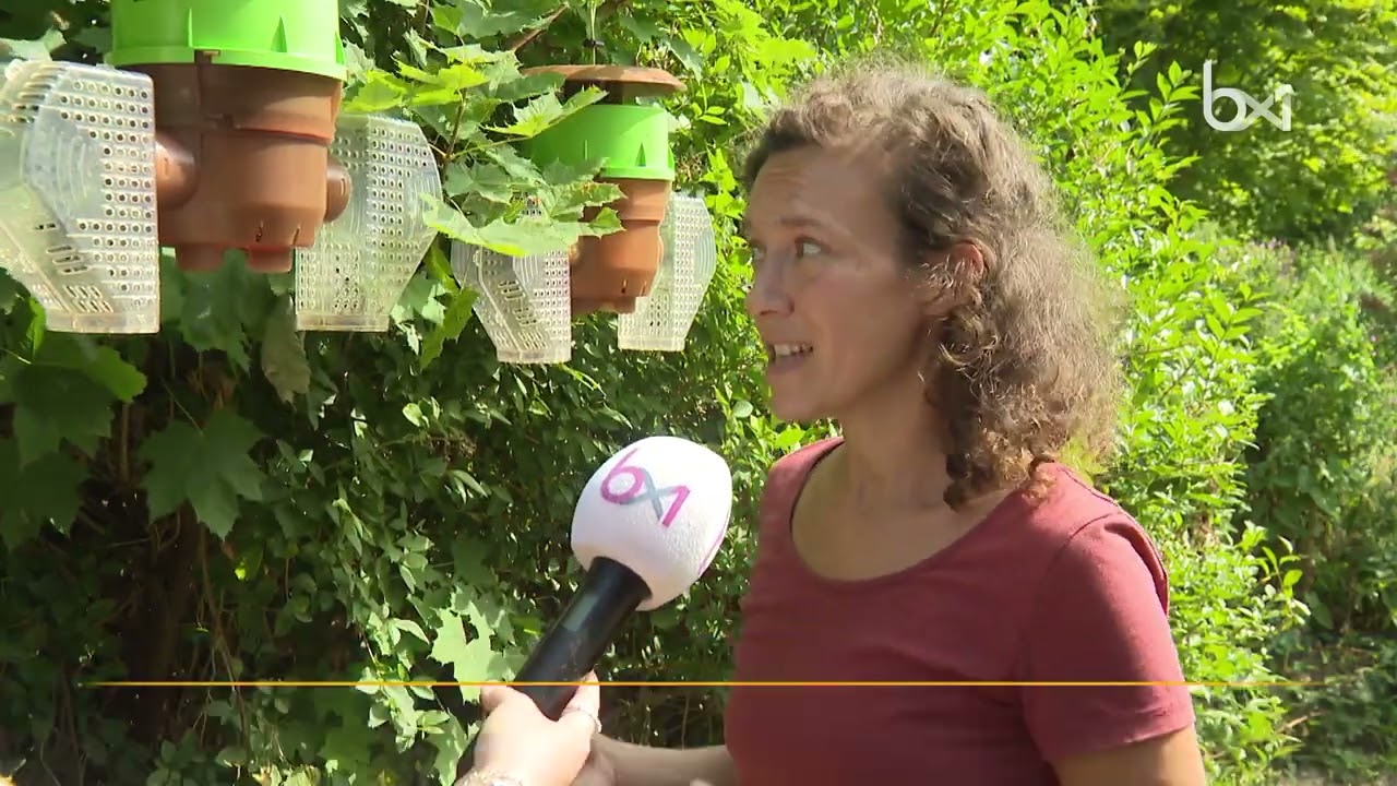 Zone zéro en vue pour les frelons asiatiques à Bruxelles