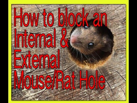 How To Animal Proof a Shed or Deck Groundhogs, Skunks