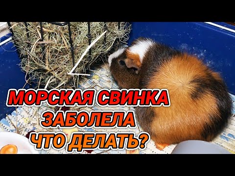 Морская свинка заболела - что делать?