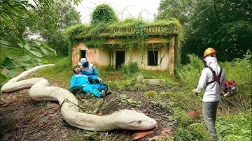 Time-Lapse: Albino Python Discovered During Abandoned House Restoration – Worker in Danger! 🏚️🐍😨
