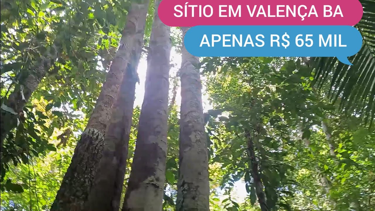 SÍTIO COM 3 HECTARES EM VALENÇA BA CÓDIGO 0210 ZAP 73981663547