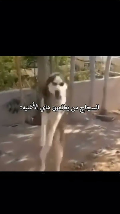 نكررهك 😂#اشتراك #اكسبلور #لايك #ترند #تيك_توك #shorts #shortvideo #ضحك #ميمز