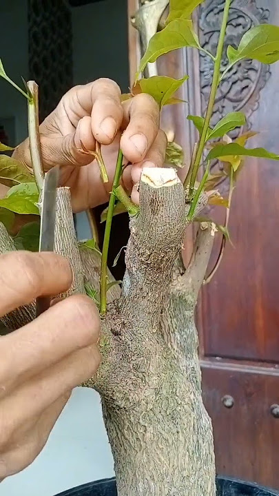how to graft bougainvillea cuttings