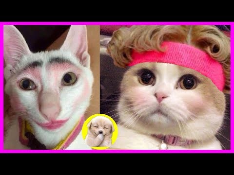 【腹筋崩壊🤣】かわいい猫😻総集編💕りゅうちぇる風ネコ😻可愛すぎてキュン死しそう💗💗💗