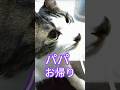【猫動画】私の帰宅時に甘えまくるハッピー😸😸😸😸😸