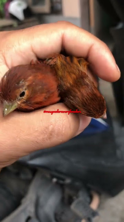 Kenari Blackred - Kenari Red Variant #burung #kenari #kenariblackred #shorts #shortvideo