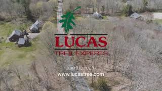 Lucas Tree Recruitment   Advancement 15sec D2 16x9