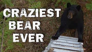 Craziest Bear Encounter Ever! | Best of Animals