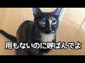 猫のお返事が可愛いからついつい呼びたくなるとです