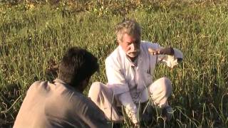 Onion Cultivation Hindi ACCESS Madhyapradesh