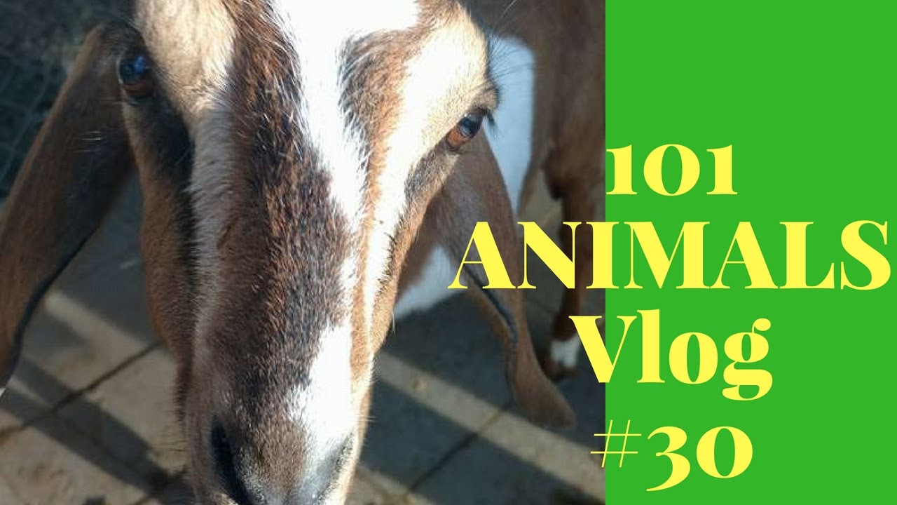 101 Animals on the Farm!? How many do you have? - YouTube