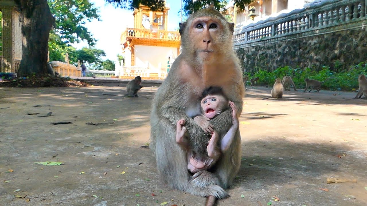 Mother Monkey Malika brings Baby Mira to the high tree after receive food