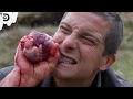 【閲覧注意】羊のサシミを食べてみた | Man vs. Wild サバイバルゲーム (ディスカバリーチャンネル)