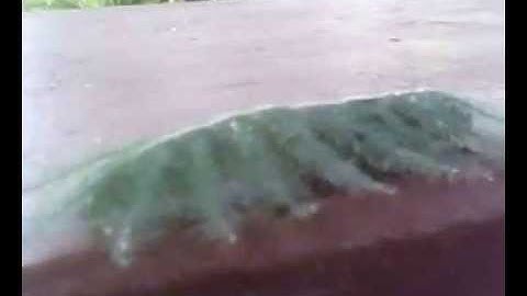 The different insect is walking