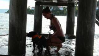 Staffordshire Bull Terrier Jenny