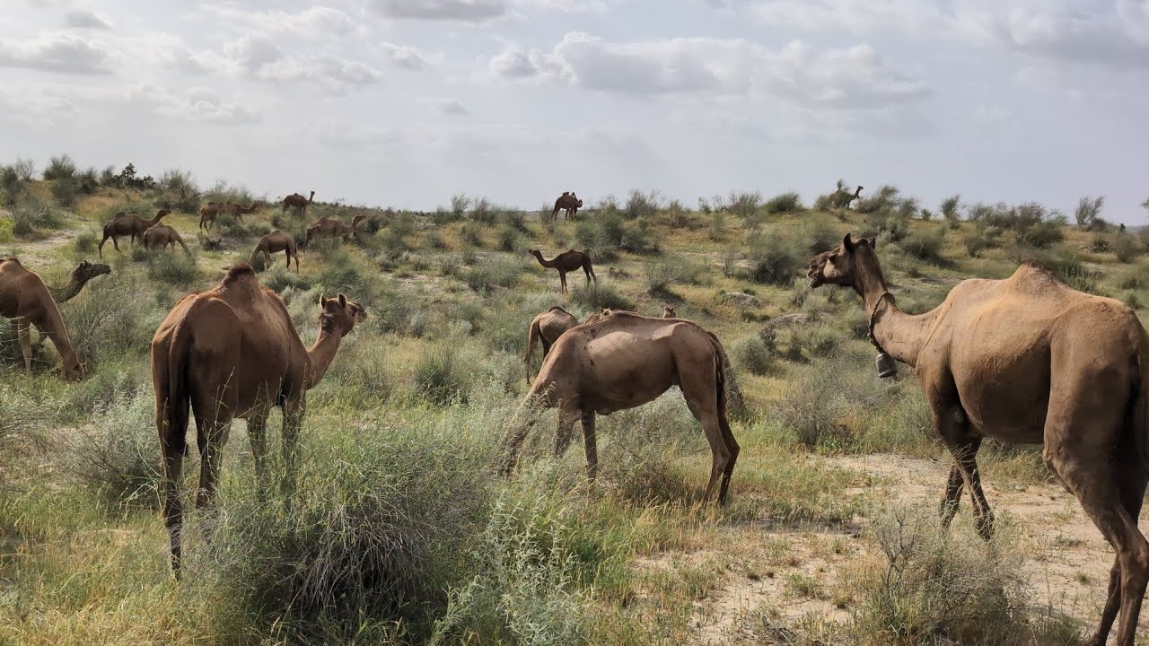Camel wildlife  safari 