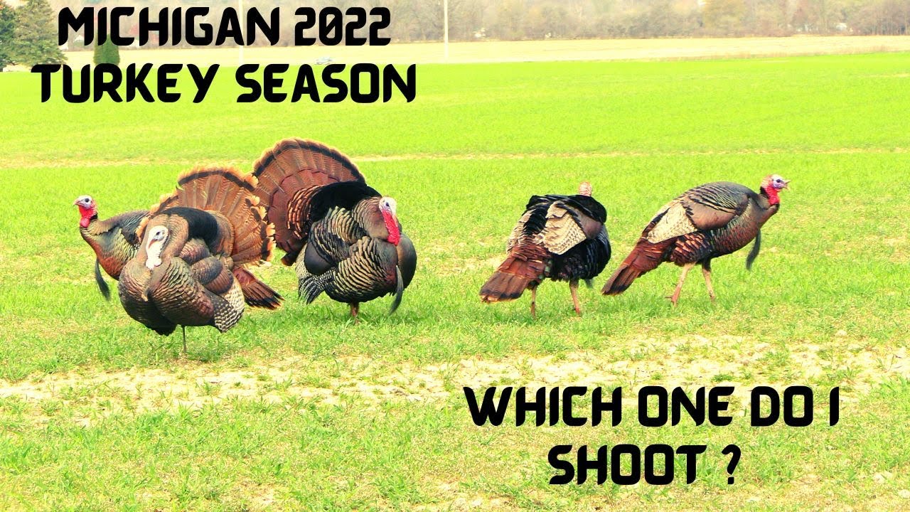 Karlee's First Turkey / Michigan Turkey Season 2022 YouTube